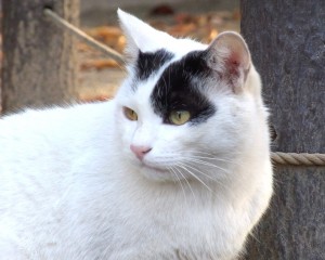 RIMG0077