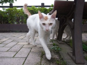 RIMG0115
